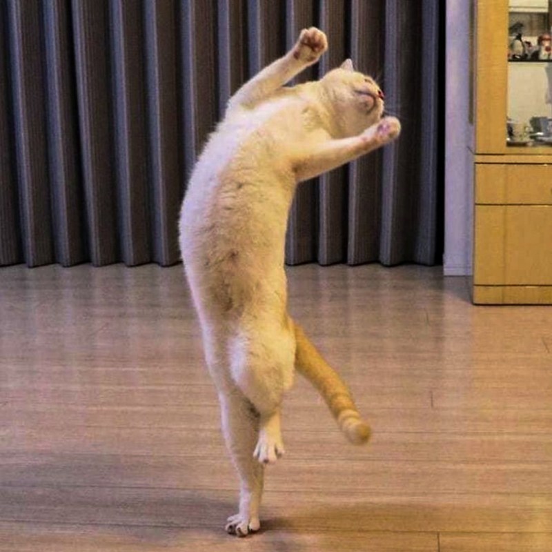 Котики которые танцуют