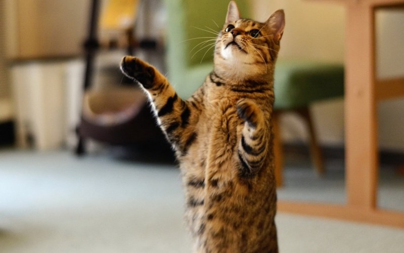 Котик стоит
