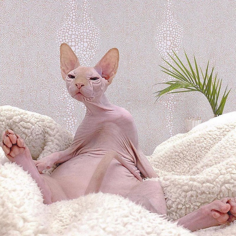 Сфинкс котенок