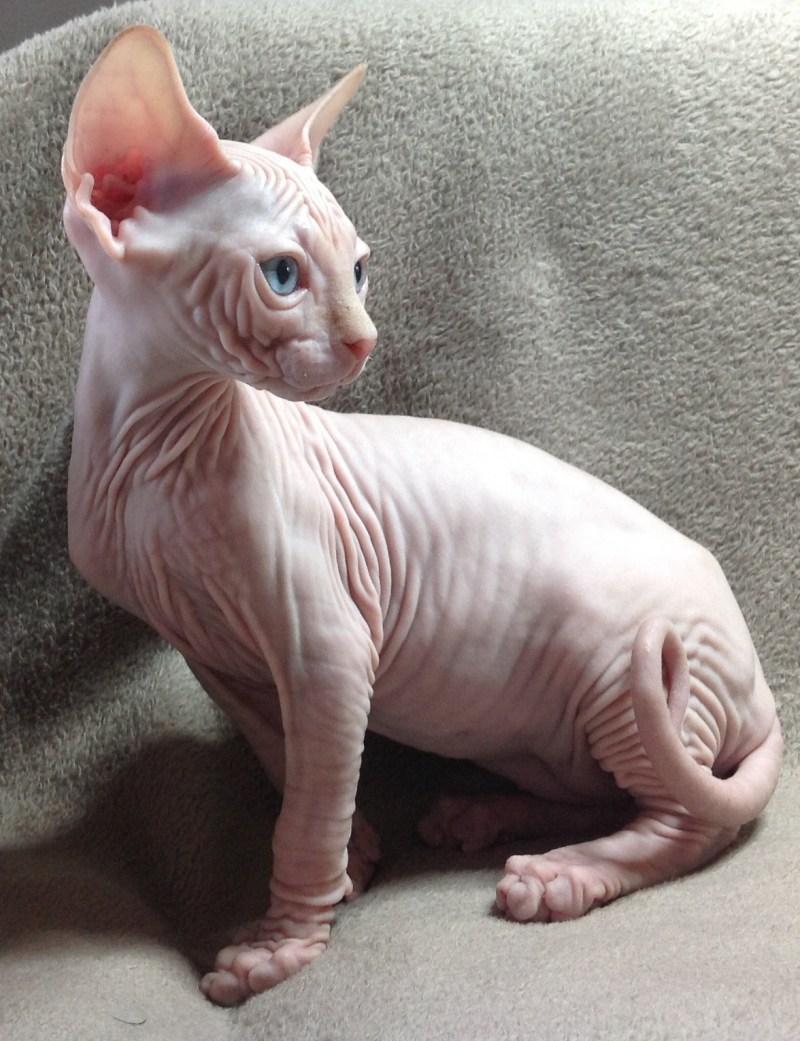 Сфинкс кошка