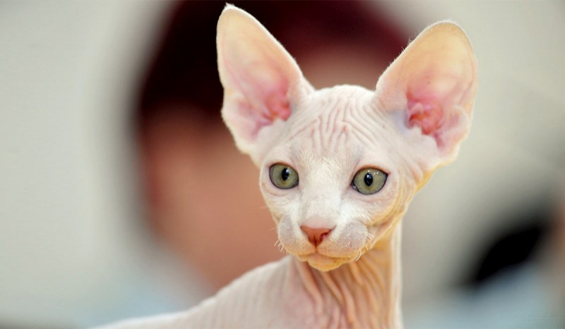 Сфинкс кошка