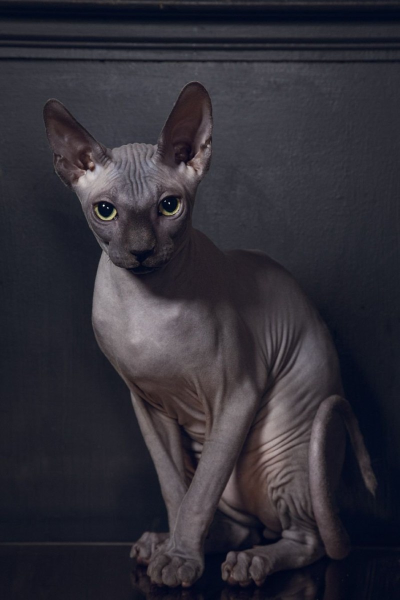Египетская кошка сфинкс