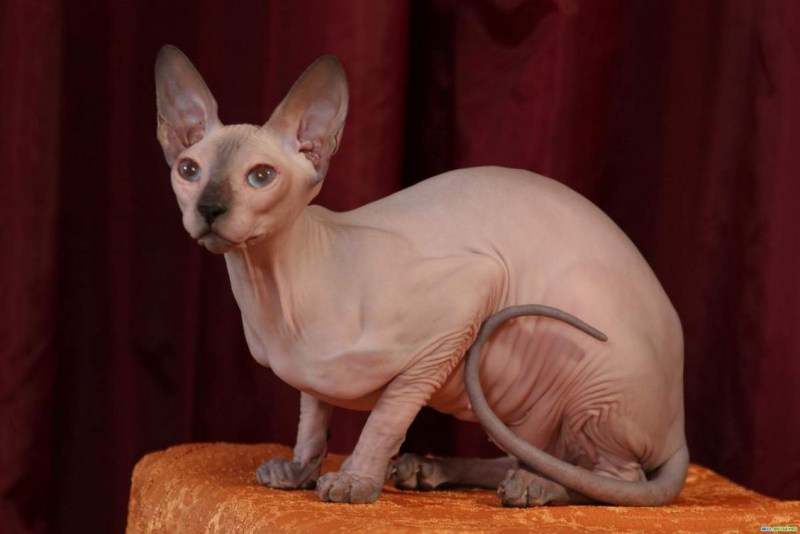 Коты сфинксы