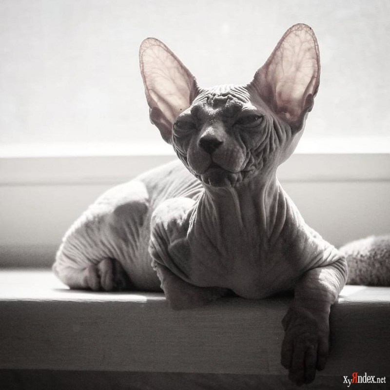 Коты сфинксы