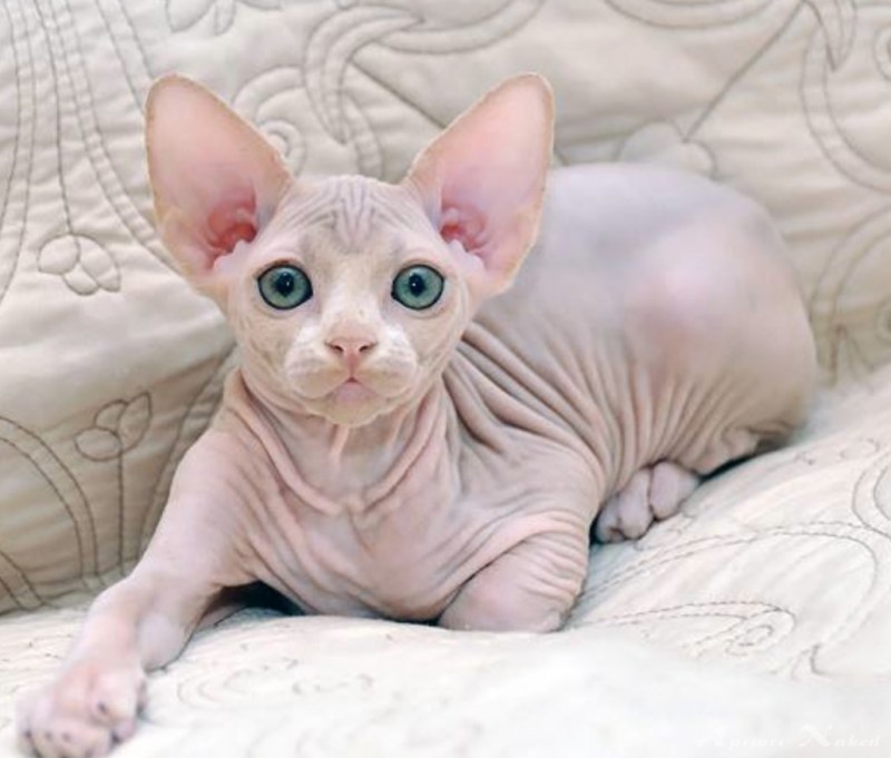Сфинкс кошка
