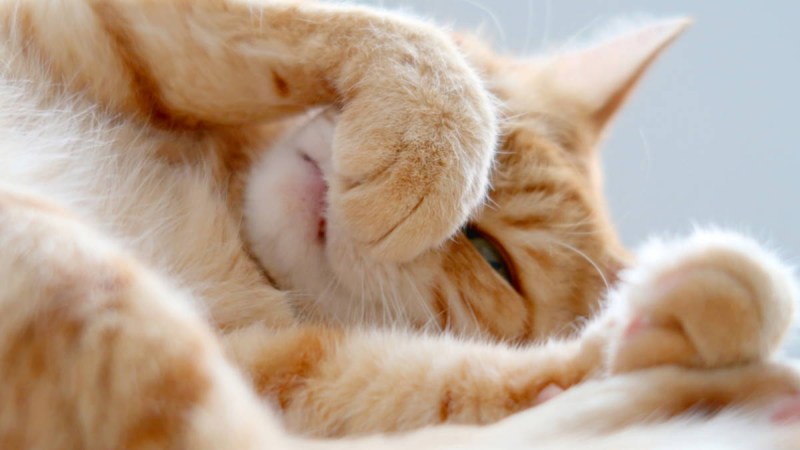 Cat Ginger from come on come on