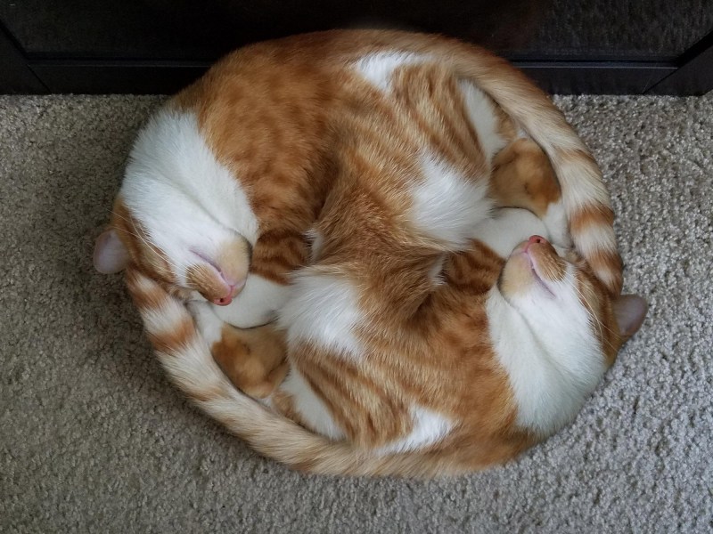 Кот клубочком