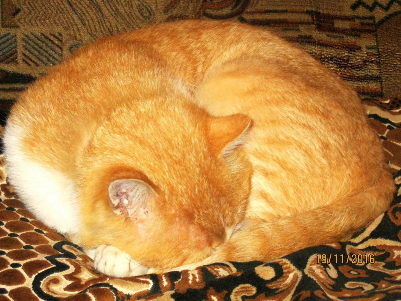 Кошка спит клубочком