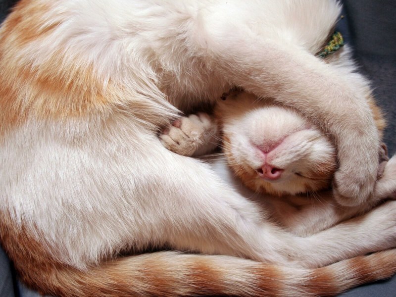 Кошка спит