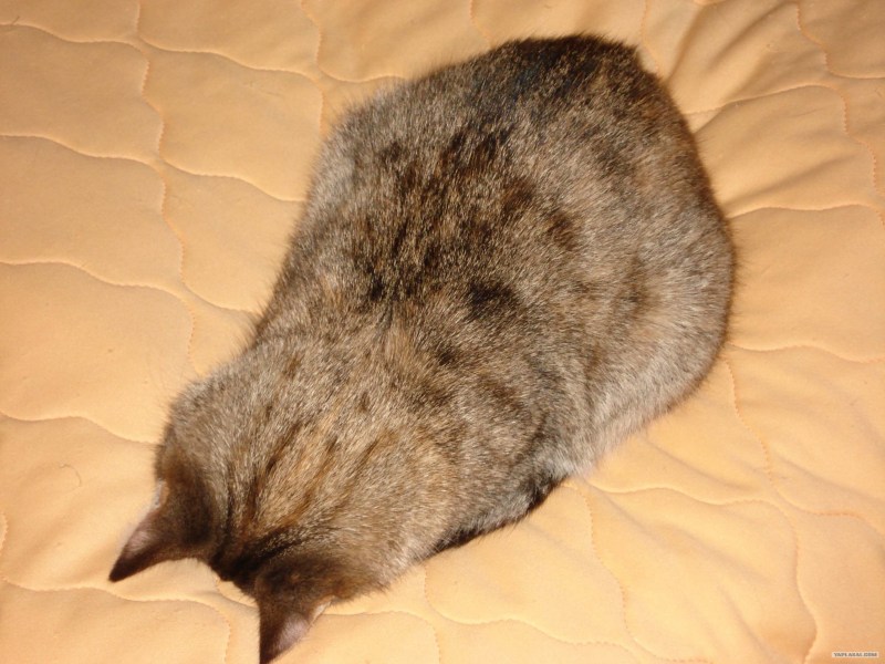 Уткнувшаяся морда кота