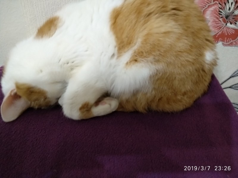 Кот прячет нос
