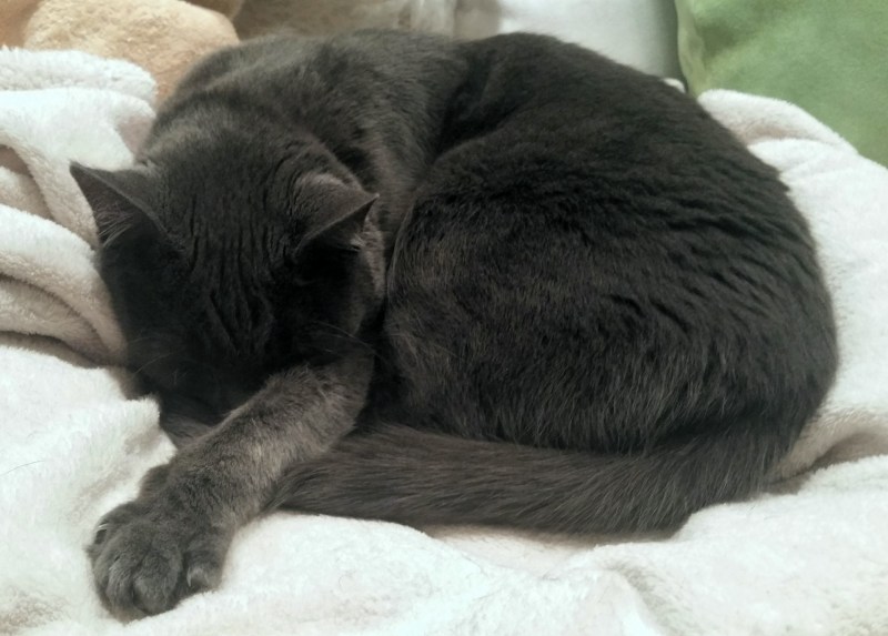 Кот спит клубком