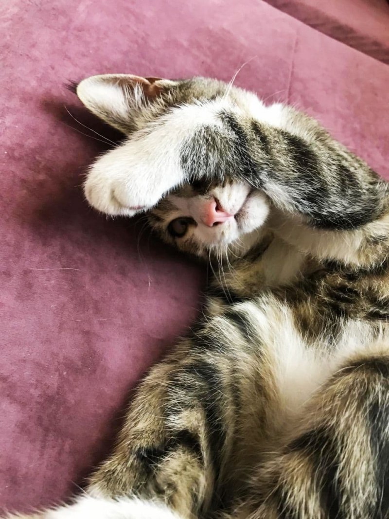 Котик закрывает лапками мордочку
