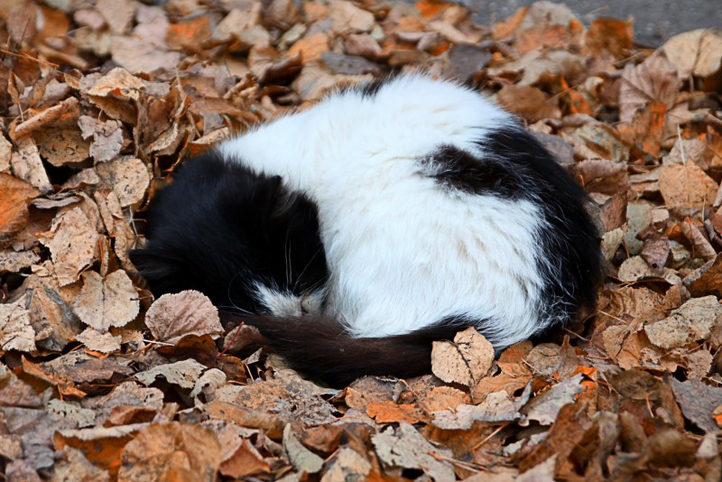 Спящий кот