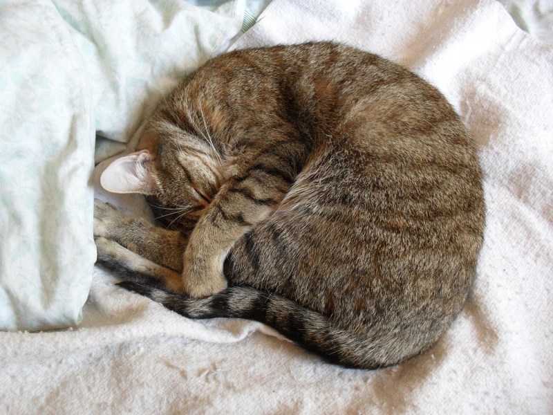 Спящий кот клубочком