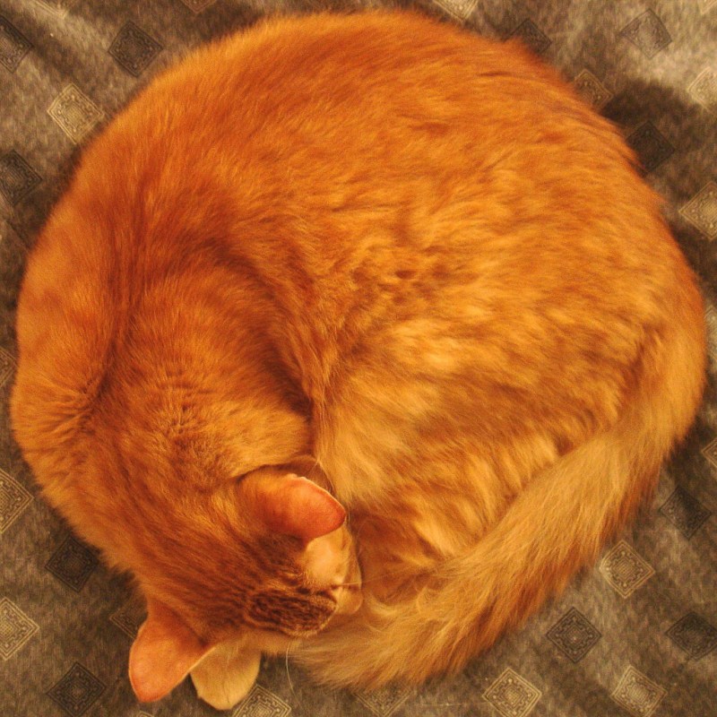 Кошка калачиком