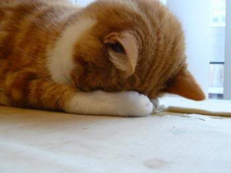 Кошка спит клубочком