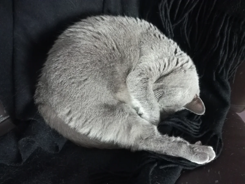 Кот спит клубочком