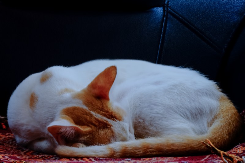 Спящий кот