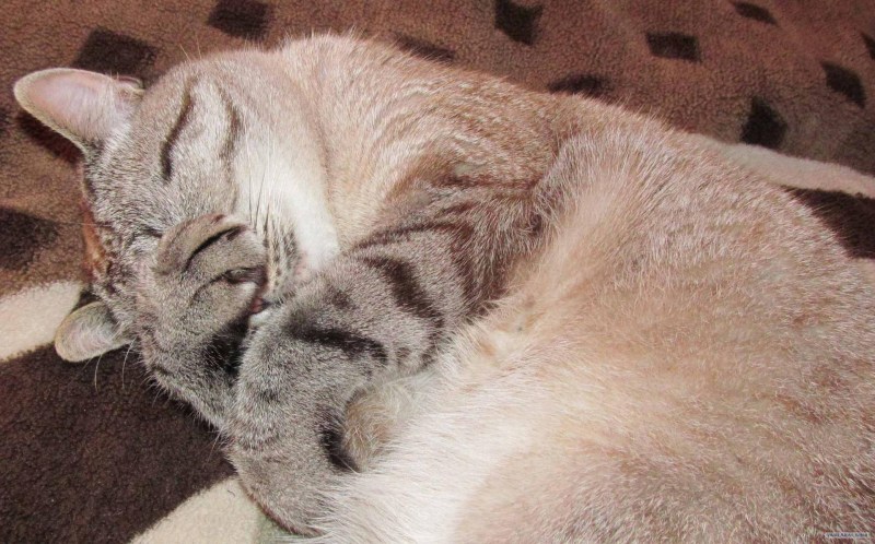 Кот прикрывает лапой морду