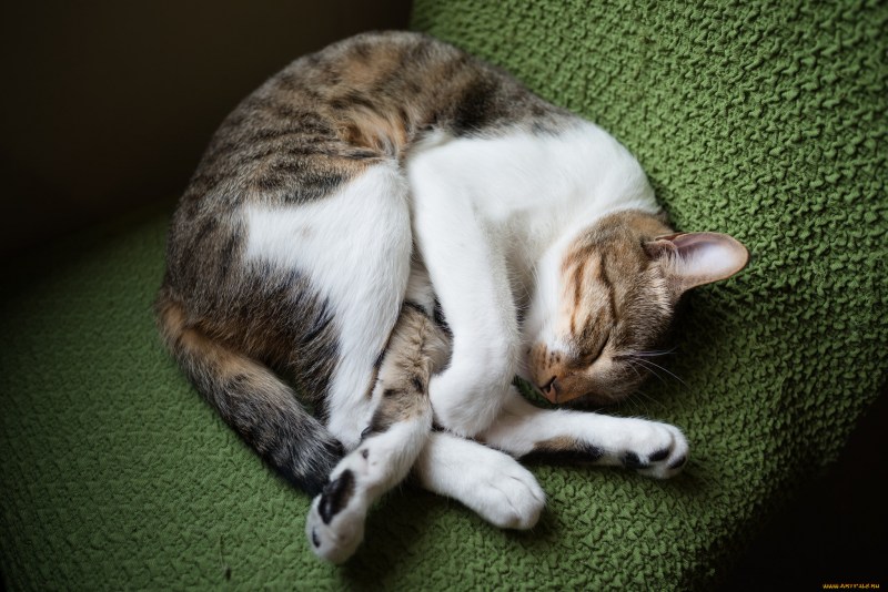 Кот лежит клубком