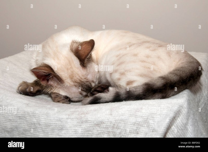 Кот на спине