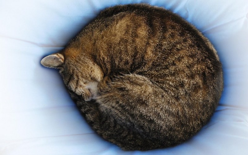 Спящий кот клубочком
