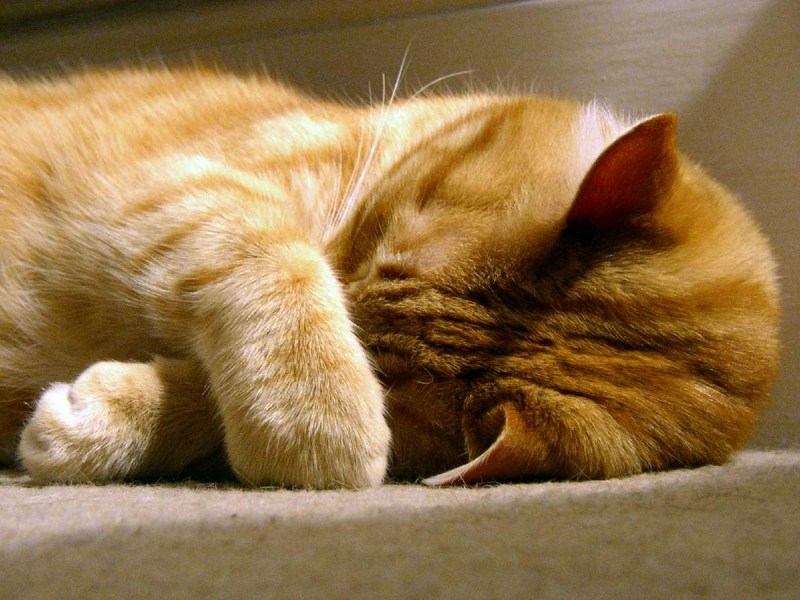 Рыжий котик спит
