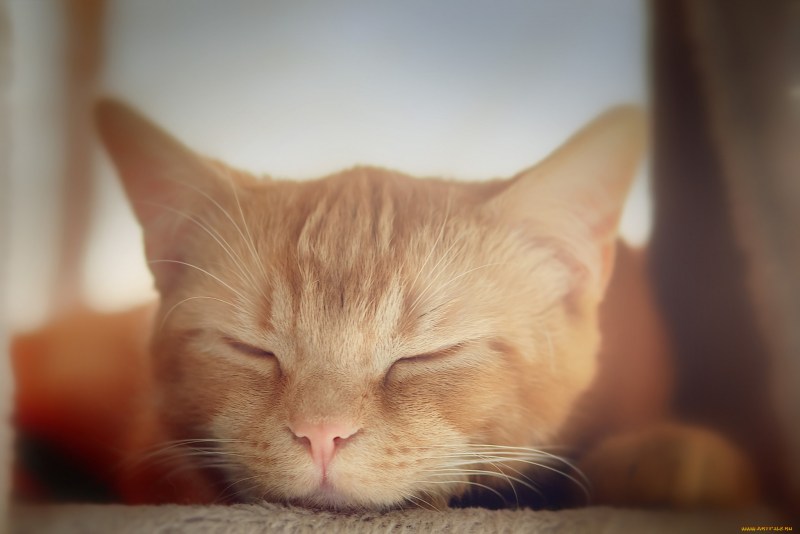 Сонная морда кота