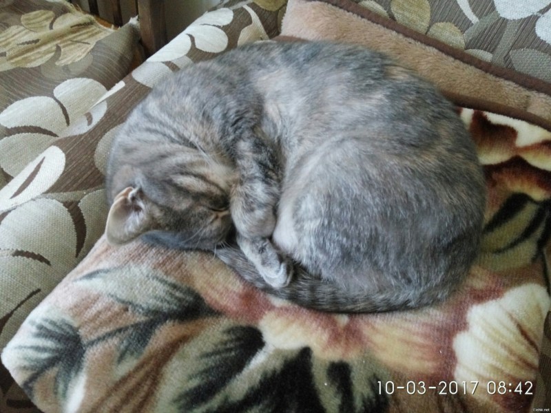 Кошка прячет нос