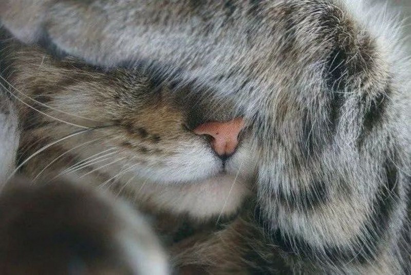 Усталая кошка