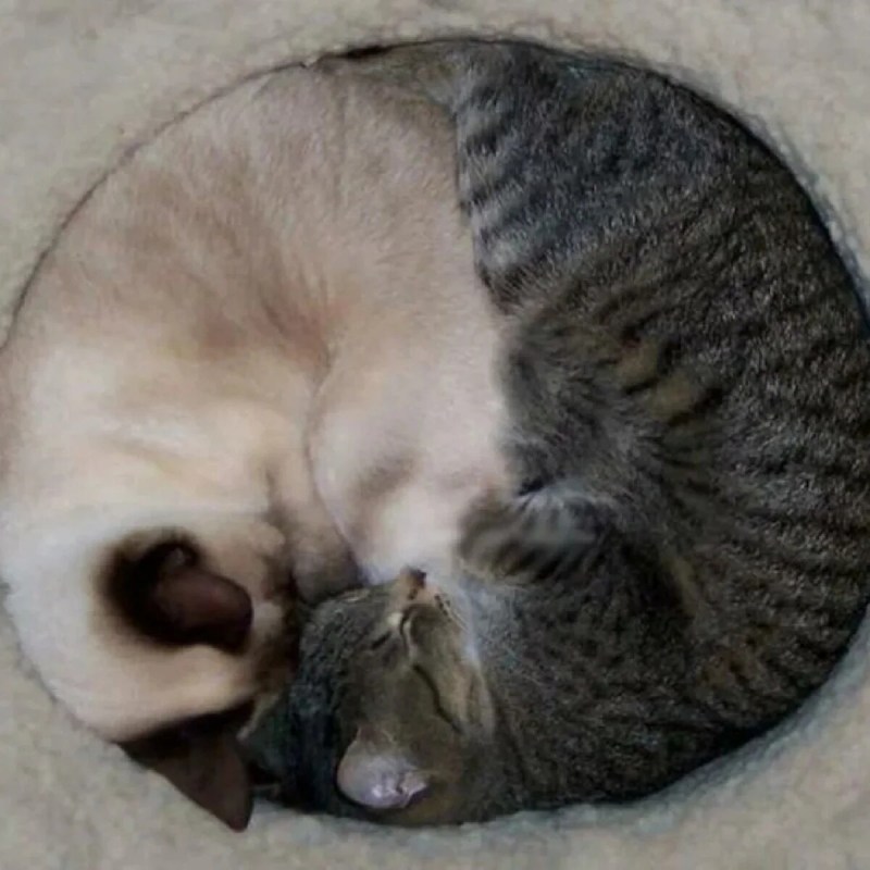 Кошка лежит свернувшись