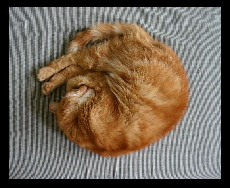 Кошка спит клубочком