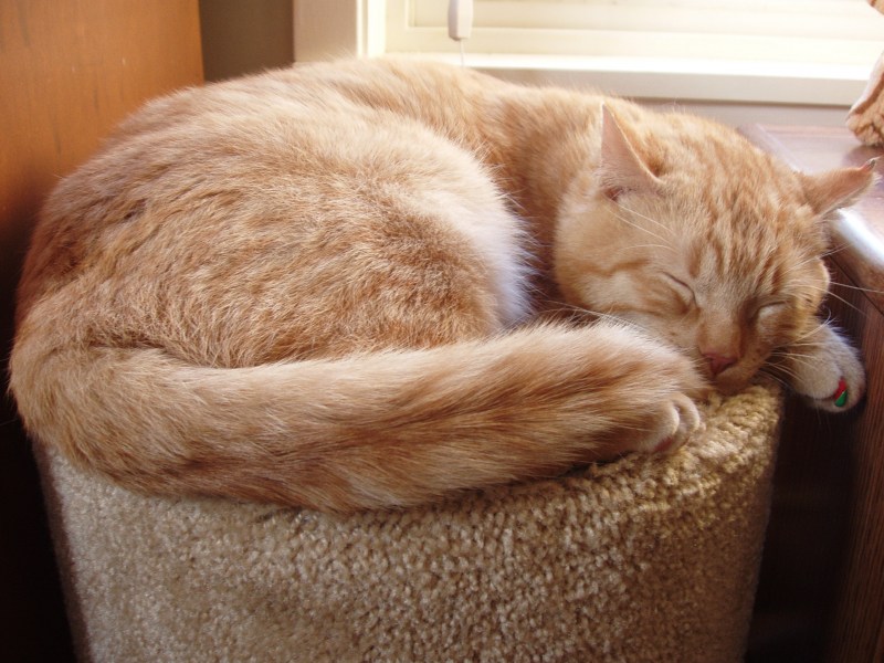 Кот спящий клубком