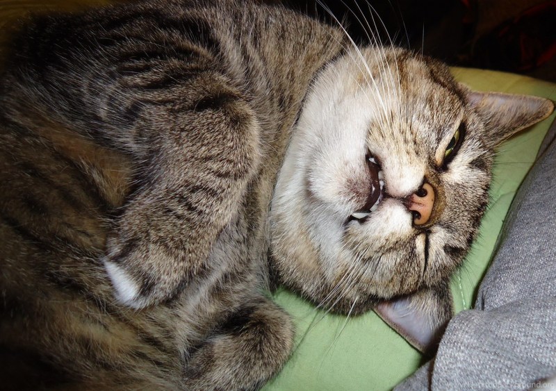 Кот больше