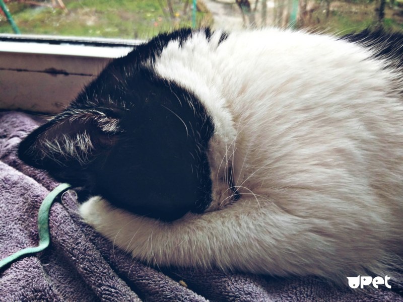 Сиамская кошка спит