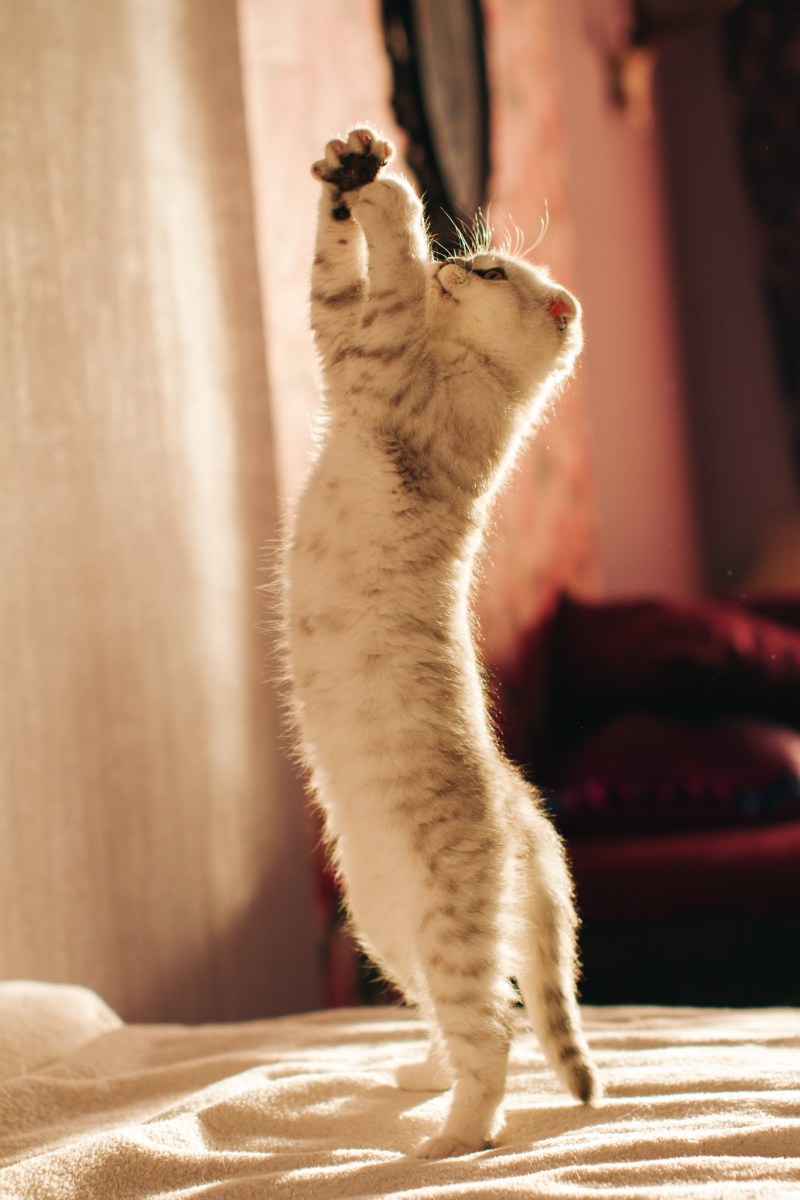 Котик стоит на задних лапах