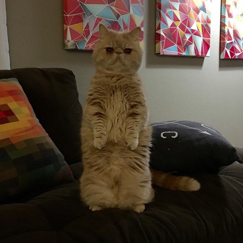 Коты стоят на задних лапах