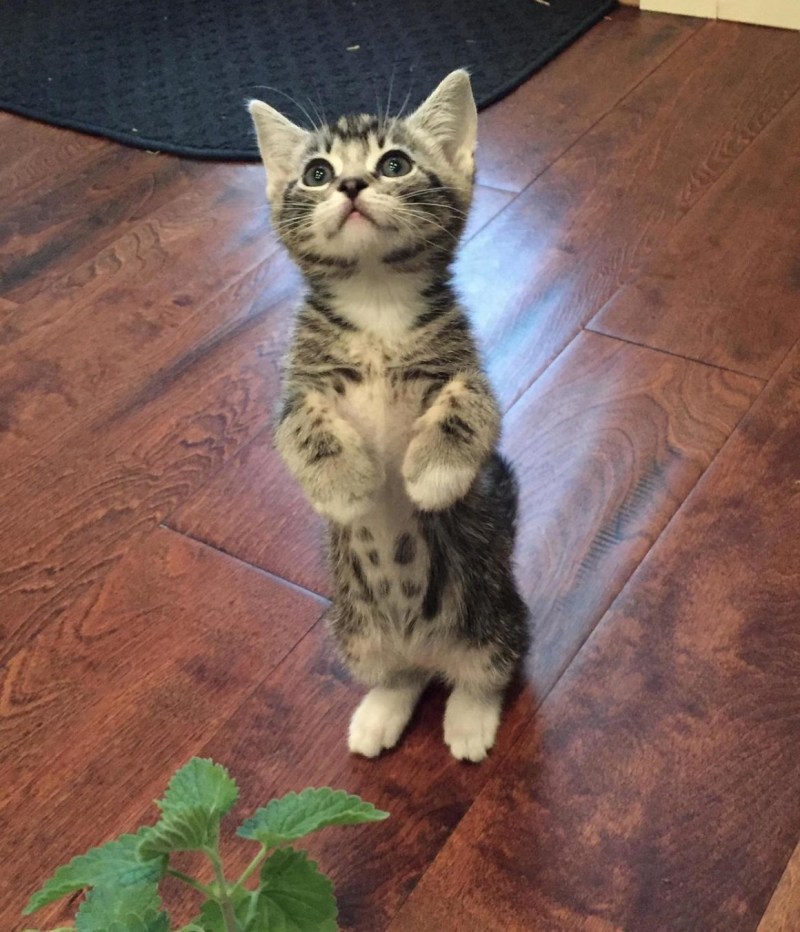 Котик стоит на задних лапах