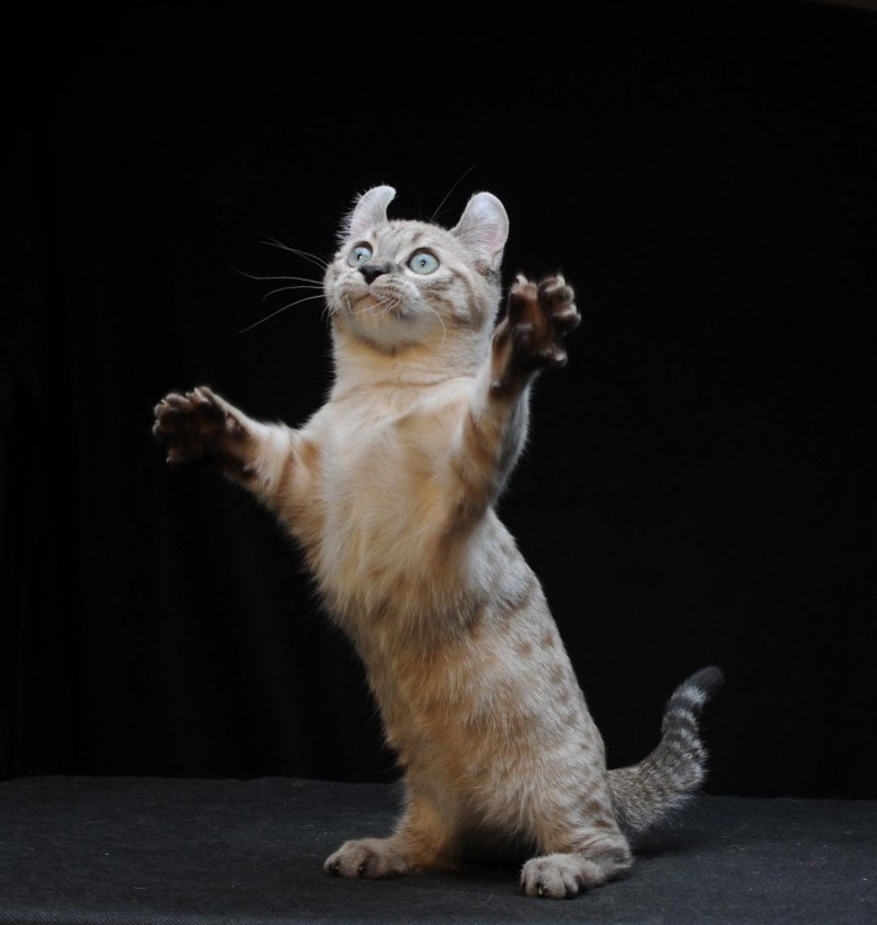 Котята породы кинкалоу