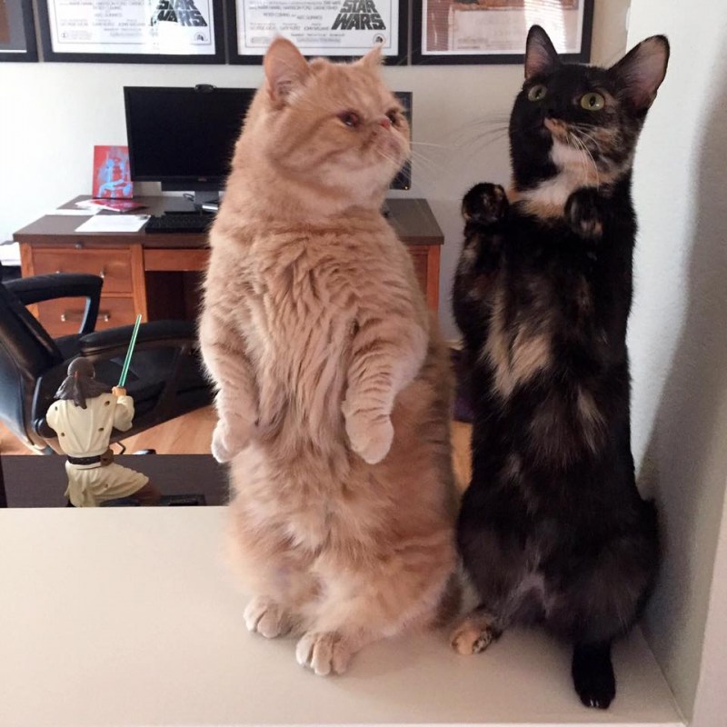 Коты стоящие на задних лапах