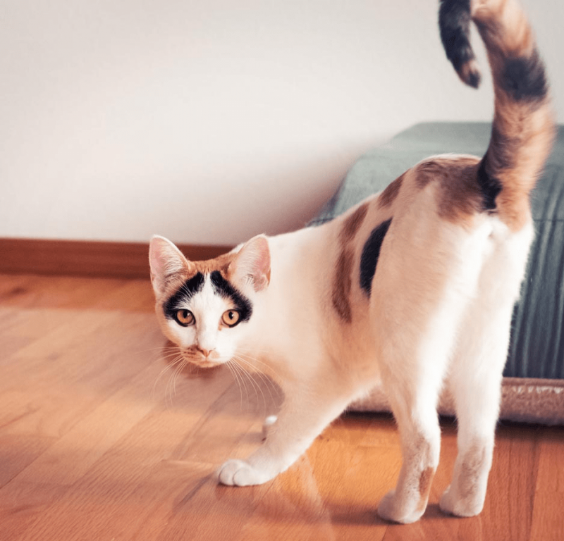 Стоящая кошка