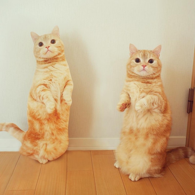 Манчкин кот сидит