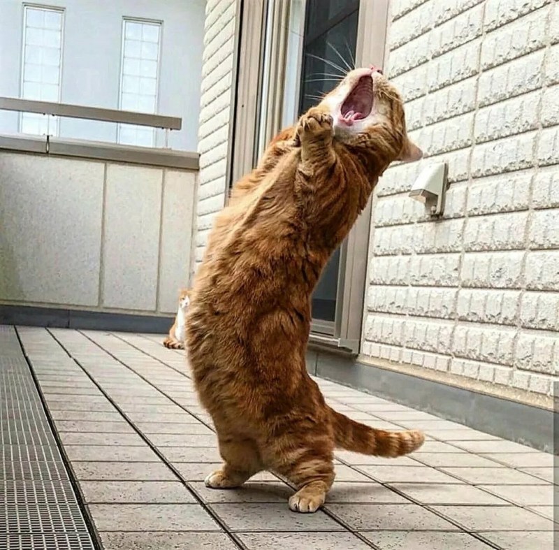 Прикольные коты