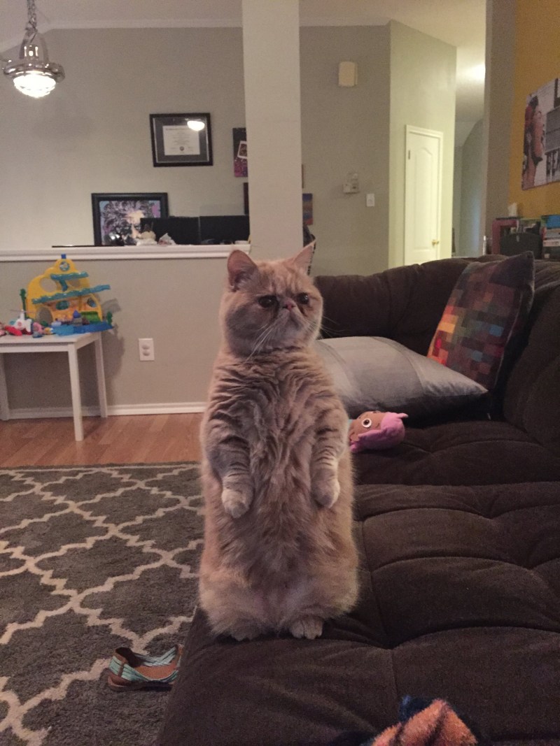 Коты стоят на задних лапах