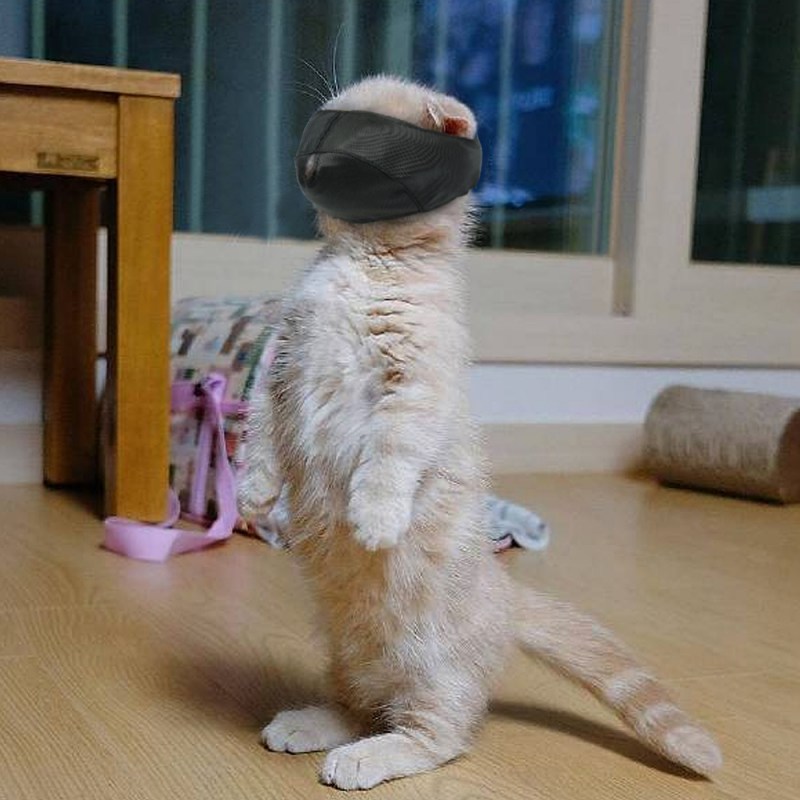 Котик стоит на задних лапах