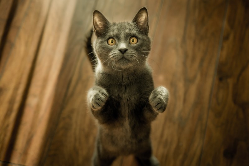 Коты на задних лапах
