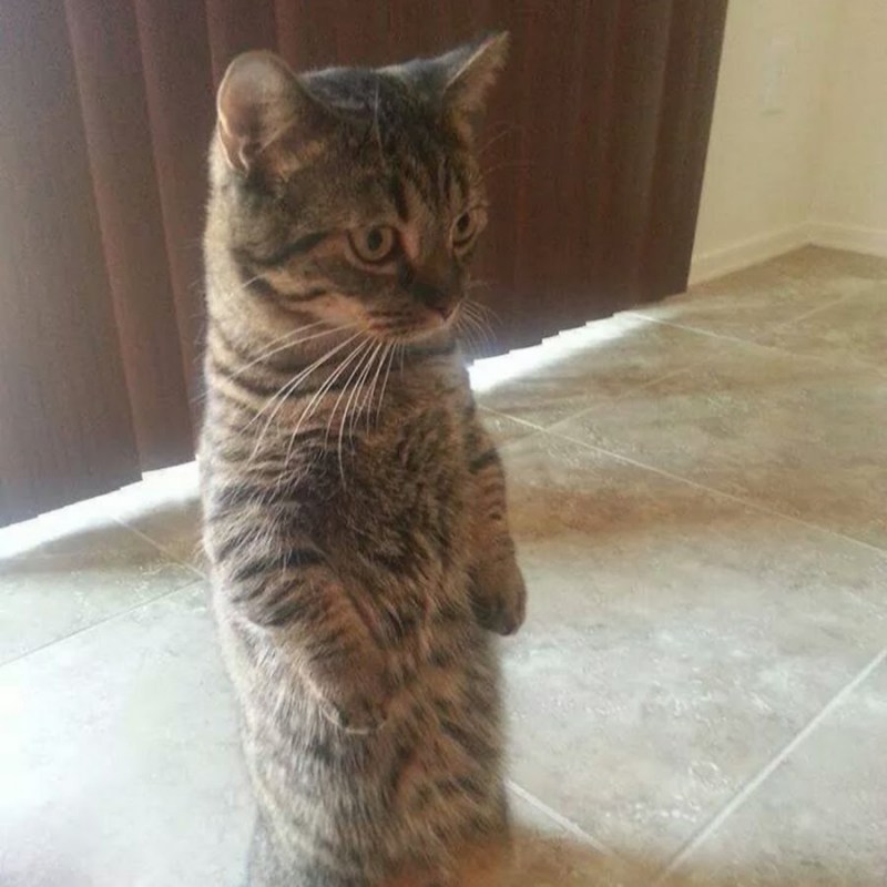 Кот стоящий на задних лапах