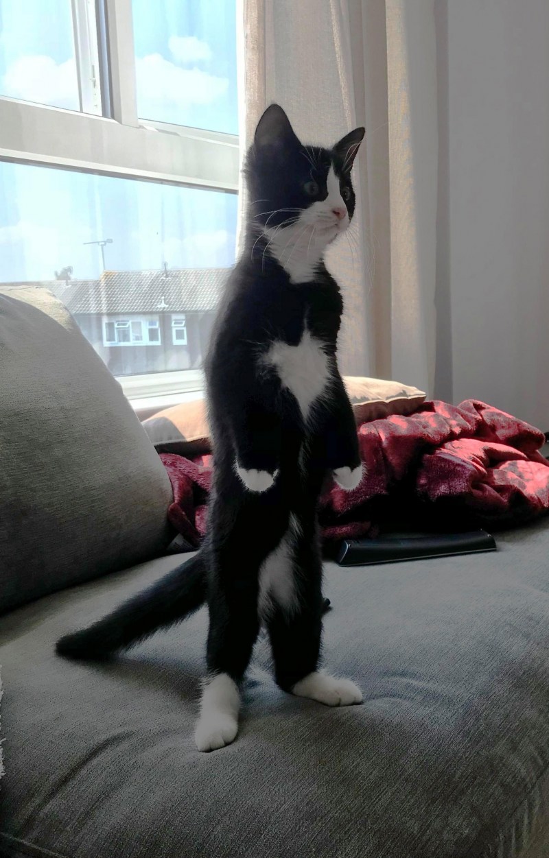 Кот стоящий на задних лапах Мем
