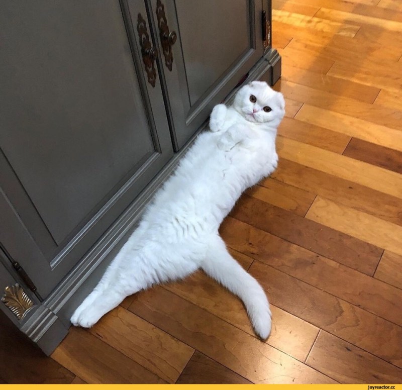Кошка смешно лежит
